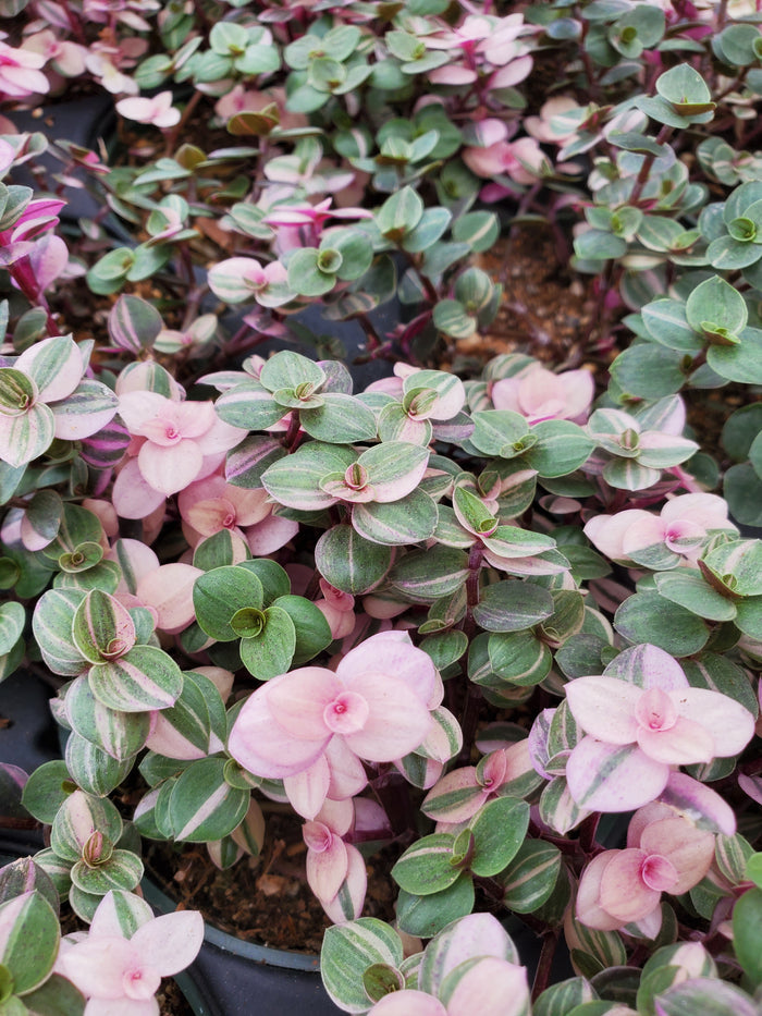 Callisia repens --Pink Lady Turtle Vine--
