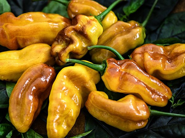 PEPPER 'Puma'