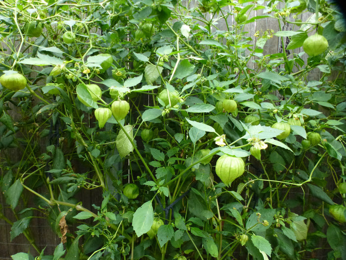TOMATILLO 'Toma Verde'