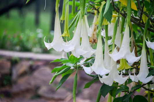 ANGEL TRUMPET 'Betty Marshall' --Brugmansia x. insignis--