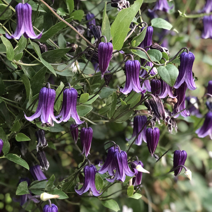 Clematis integrifolia x durandii --Roguchi Clematis--