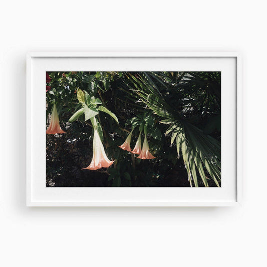 Datura Flowers , Photograph by Datura Flowers Tappan