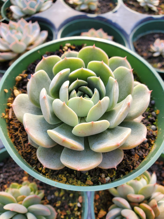 Echeveria 'Maroon Hill'