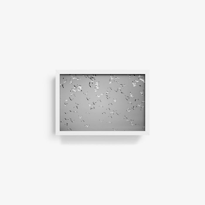 10 x 15 inches | Edition of 30 / White / Full Bleed