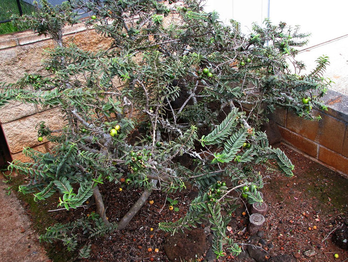 GUAVA 'Dwarf' --Psidium guajava nana--