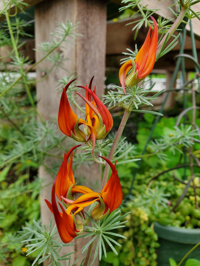 Lotus berthelotii --Parrot's Beak--