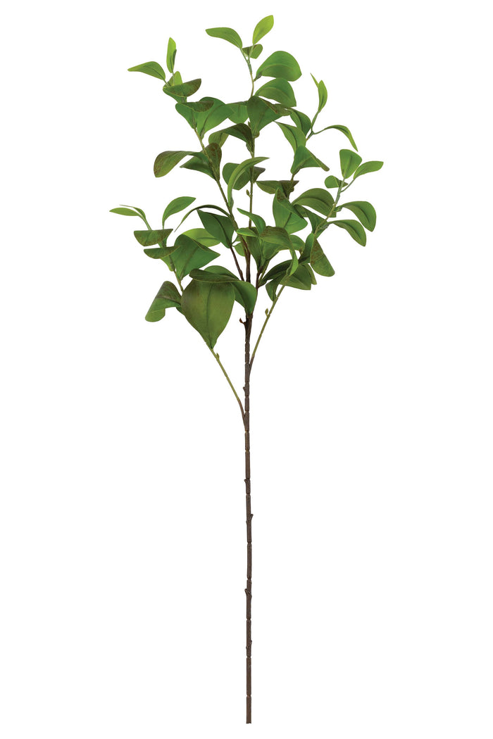 Paddle Leaf Spray