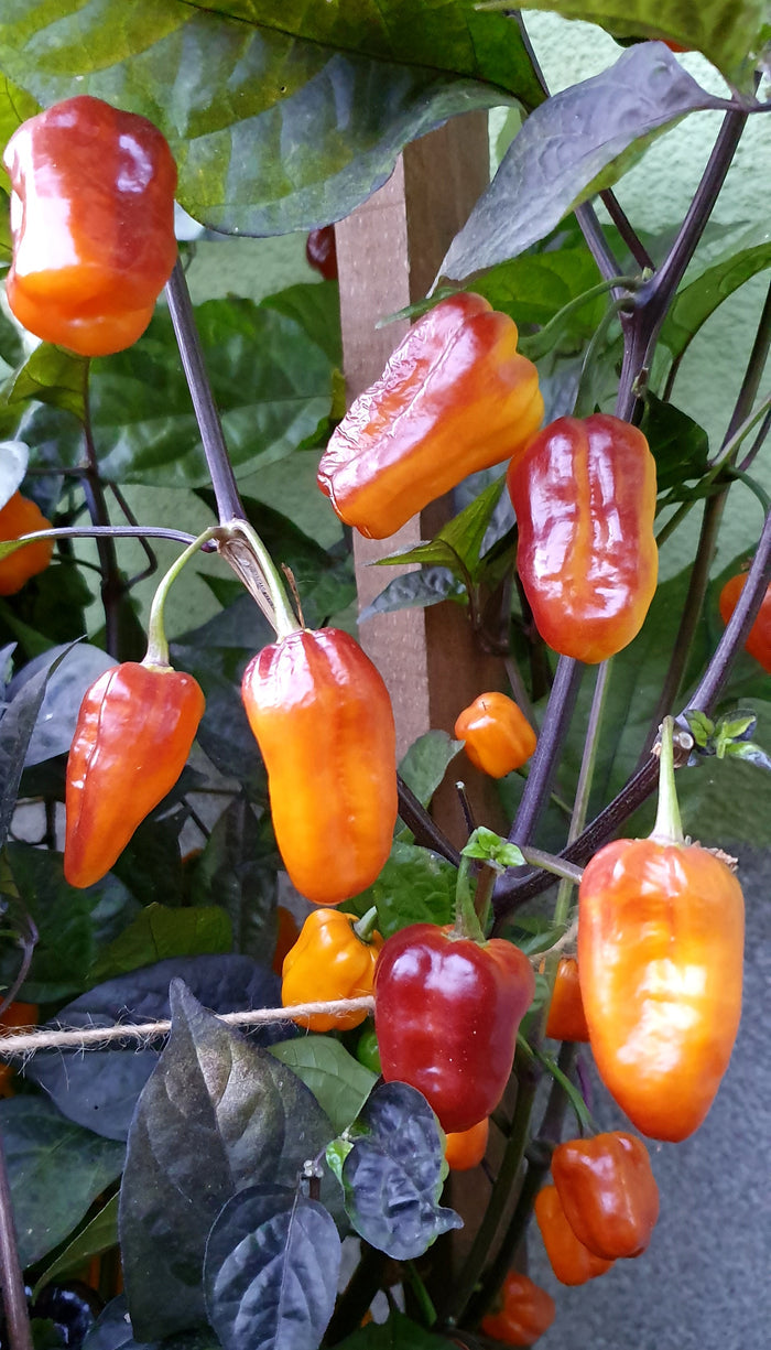 PEPPER 'Puma'