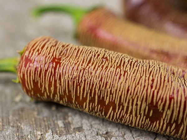 PEPPER 'Rhezha Macedonian'