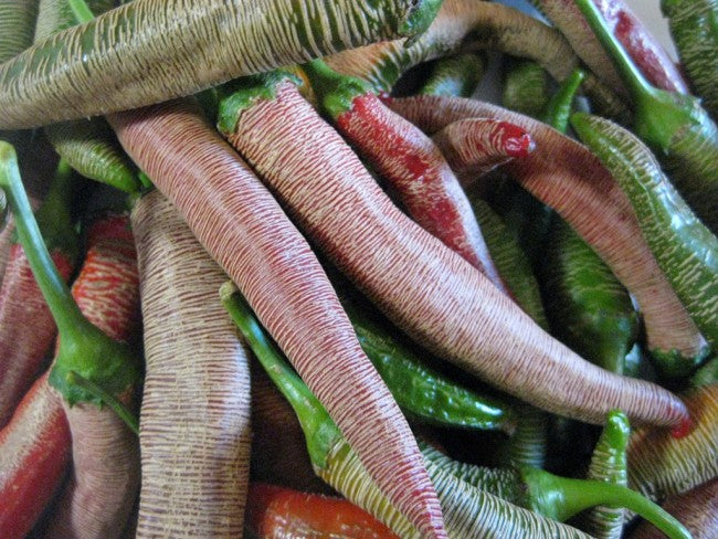 PEPPER 'Rhezha Macedonian'