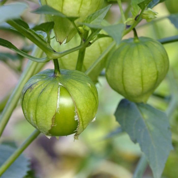 TOMATILLO 'Toma Verde'