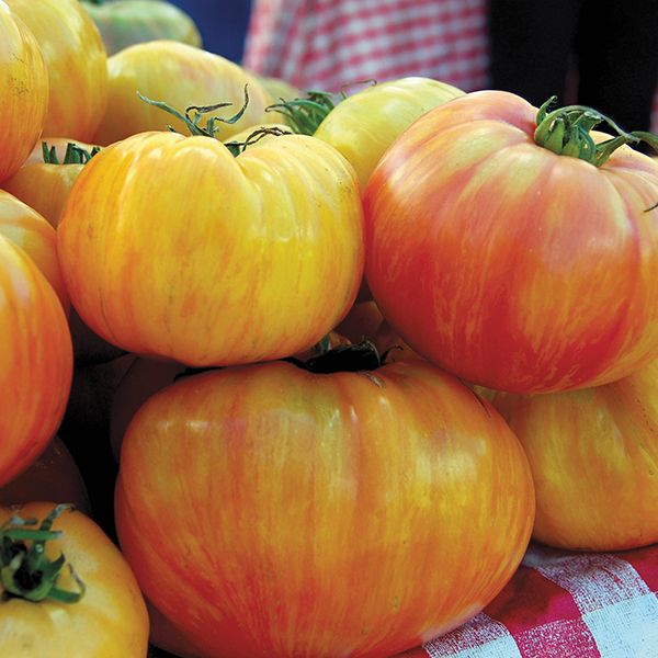 TOMATO 'Copia'