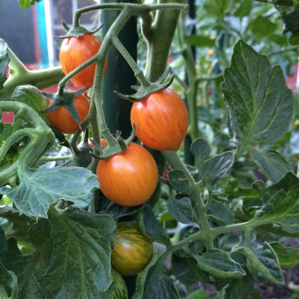 TOMATO 'Sunrise Bumblebee'