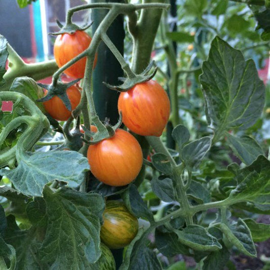 TOMATO 'Sunrise Bumblebee'