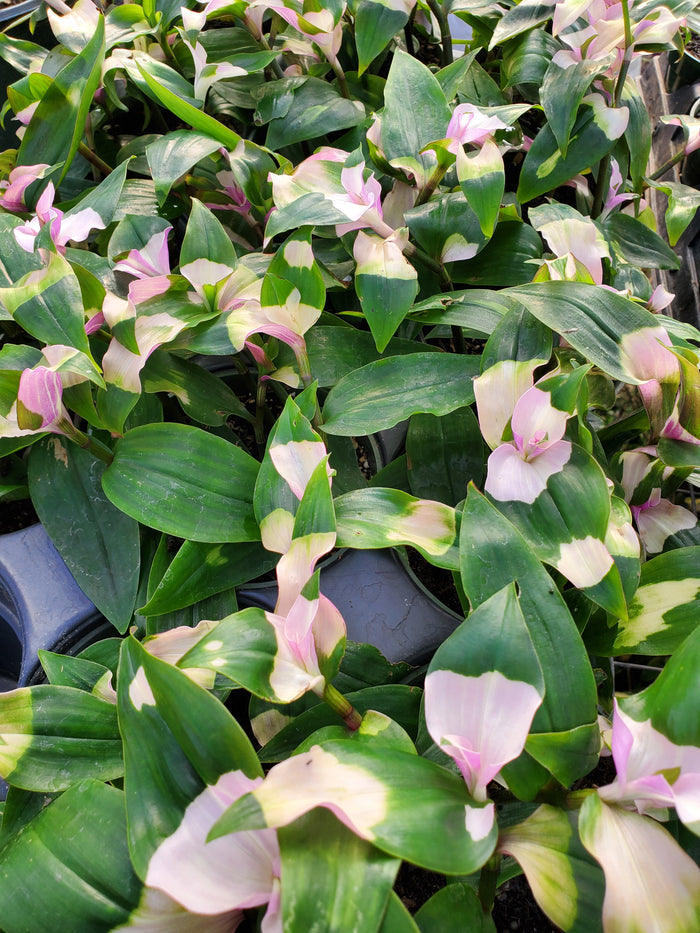 Tradescantia fluminensis --Maiden's Blush Wandering Jay--